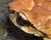 Close up of eye WA Dept. F&W