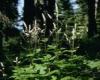 Plant cluster Thomas N. Kaye