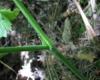 Close up of leaf & stem K. Welstead