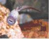 Tadpole showing mouth parts R. Rithaler