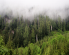 Upper Coquitlam Watershed P. Zevit