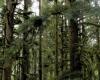 Dwarf mistletoe infected hemlock Pamela Zevit
