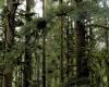 Mistletoe Infected Hemlock P. Zevit