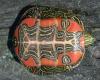 Adult ventral (plastron) view James H. Harding