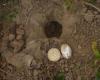 Nest with egg Kristiina Ovaska