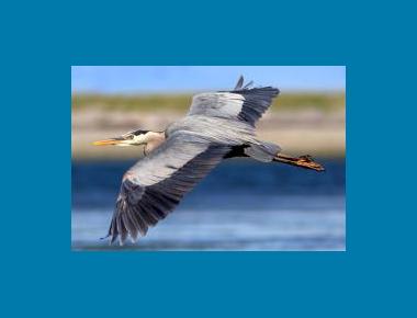 Adult Great Blue Heron winnu (Flickr)