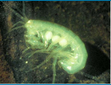 Female Karst cave crustacean w/ eggs. P Griffiths