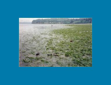 Eelgrass Mudflat WA State Dept. of Natural Resources