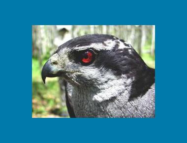 Adult head plumage & eye colouring USDAFS
