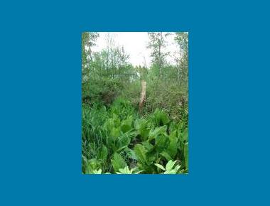 Cottonwood-Willow Floodplain Swamp P. Zevit