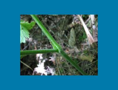 Close up of leaf & stem K. Welstead