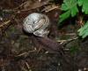 Adult shell with flaking W. Siegmund Wikipedia