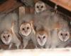 Nestlings ("owlets") Wikipedia