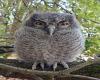 Owlet Camera Trap Codger