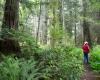 Lowland Coastal Douglas-fir forest Berni Peirce