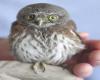 G. gnoma Owlet Sonoma (CA) Wildlife Rescue Association
