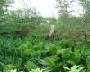 Cottonwood-Willow Floodplain Swamp P. Zevit