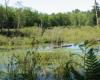 Preferred marshland habitat Pamela Zevit